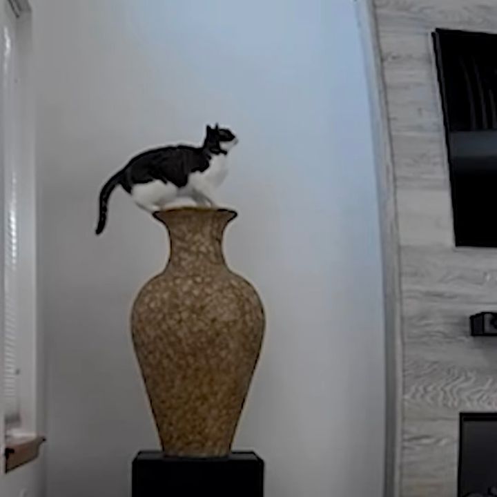 跳躍力に自信を持つ猫、壺の上からハハハン跳んでいく