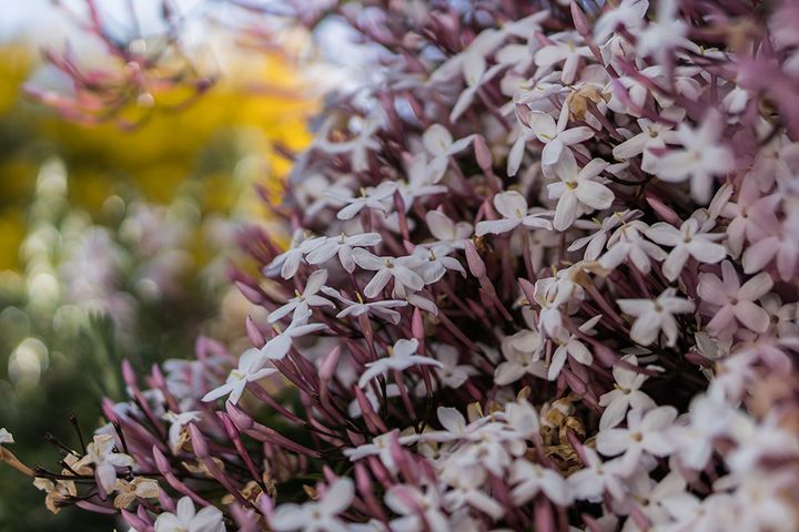 ハゴロモジャスミン