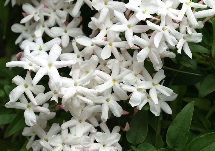 ハゴロモジャスミン