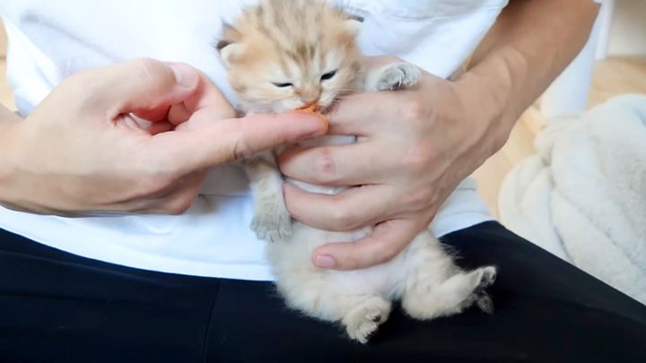 初めてチュールを食べる子猫