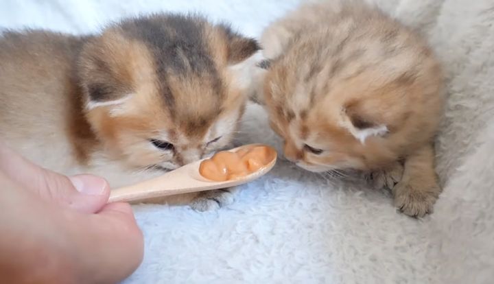 チュールを確認する子猫達