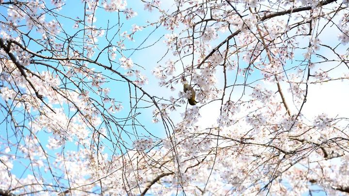 「桜の季節…日本がとても恋しい」日本でプレーした世界的スターの妻が春に懐かしむ