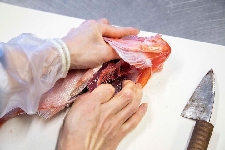 内臓を取り除く