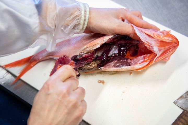 内臓を取り除く