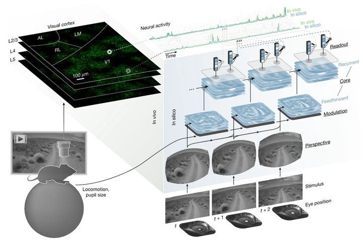 マウスの視覚野がどのように情報を処理するかを、人工ニューラルネットワークの各モジュール（視点情報、行動情報、核となる処理部、出力部）で図示