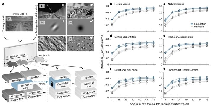 全体の「共通のコア」となる脳の処理モデルを作り上げる流れ
