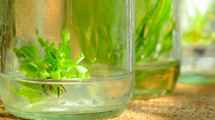 種子サイズを支配する仕組みを発見！ 農業革新への一歩