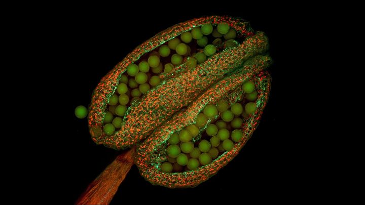 なぜ“世界一研究される雑草”なのか？