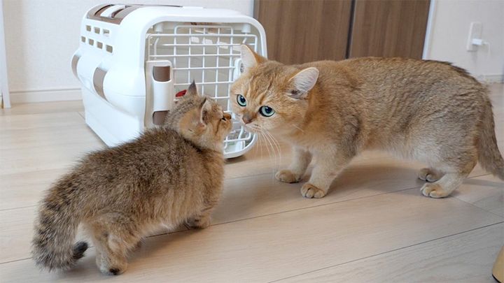 祖母猫にお別れのキスをする子猫