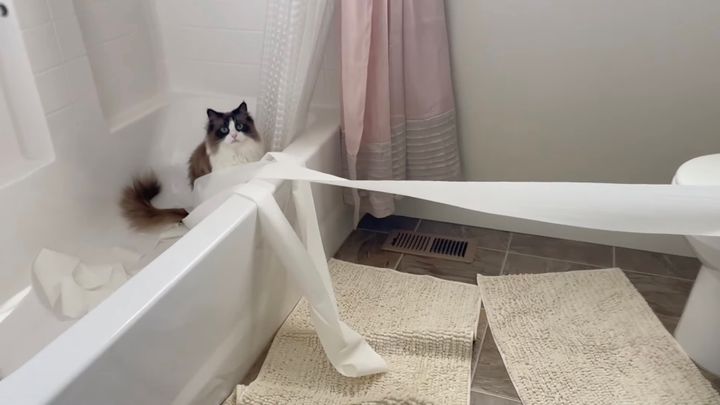 飼い主のいない風呂場でヤンチャした猫、私やってませんの顔で見つめる