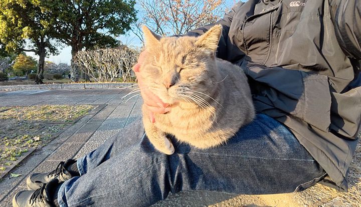 膝の上に乗る猫