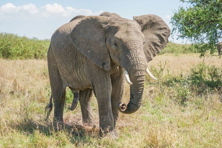 「世界最強の動物」に選ばれたのは一体だれだ…？？？