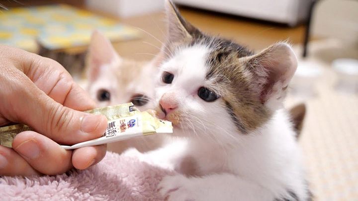 オヤツを食べる子猫