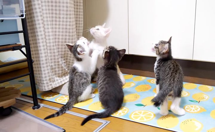 ごはんを要求する子猫達