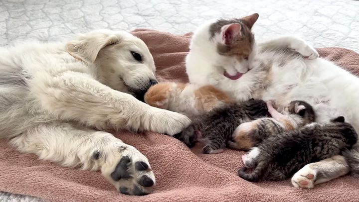 猫の親子が気になる子犬