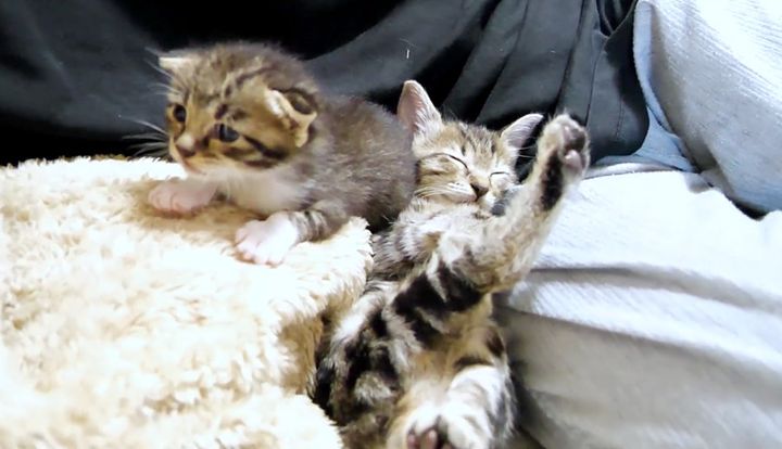 養育主さんに寄り添ってくつろぐ子猫達