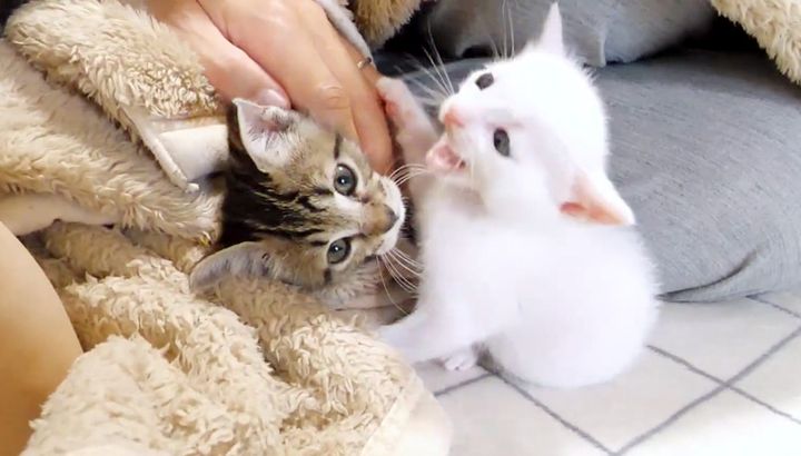 年下の子猫にビックリする年上の子猫