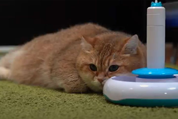 動くおもちゃにまさかの反応ゼロ！？