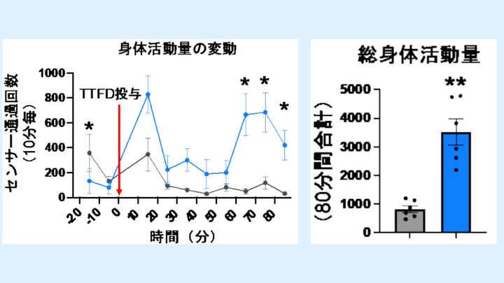 10分で覚醒、60分で再加速：ビタミンB1誘導体の特殊な覚醒パターン