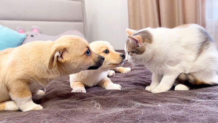 2匹の子犬に出会った猫さん。ちょっと警戒しつつも可愛い姿を