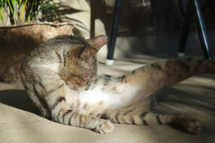 本日の美人猫vol.624