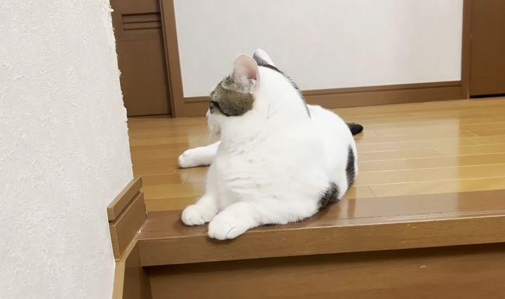 そっぽ向く猫
