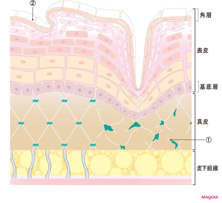 ハリ・たるみに結果を出す美容成分。レジェンド成分から独自成分まで、押さえておきたい5大成分を紹介_7