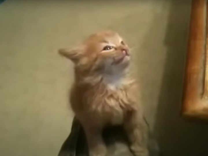 くしゃん！ くしゃん！