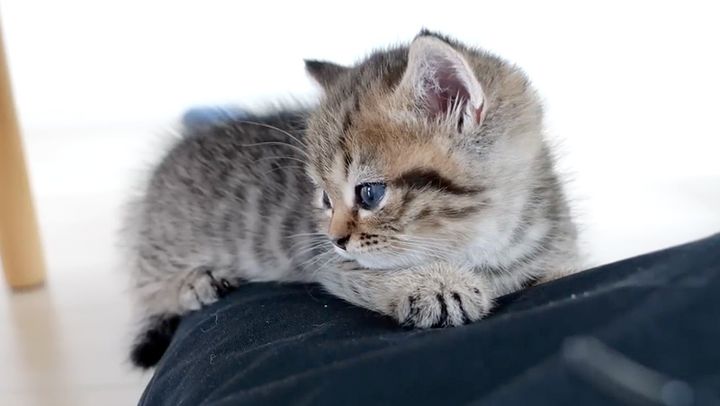 ウトウトする子猫