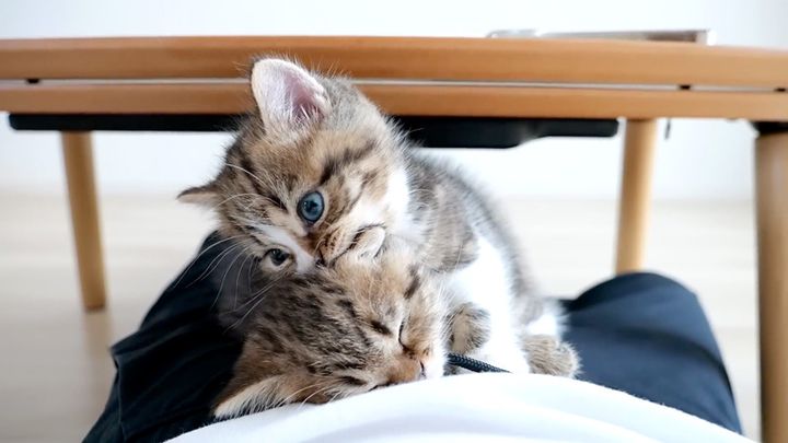 妹を起こそうと頑張る兄猫