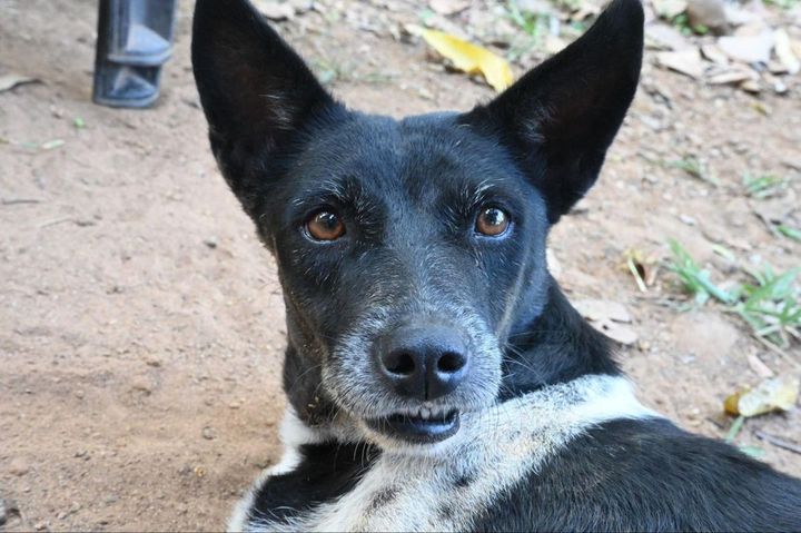 臆病だがとても優しい飼い犬パシュ