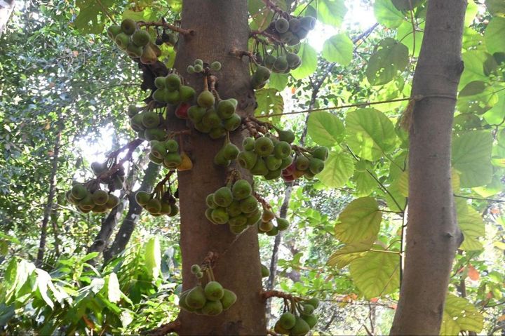 日本のいちじくと形は似ているが、酸味があって桃のような香りがした