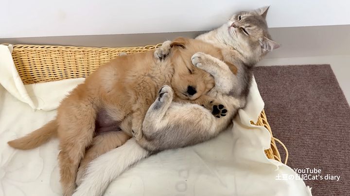 子犬を抱きしめる猫