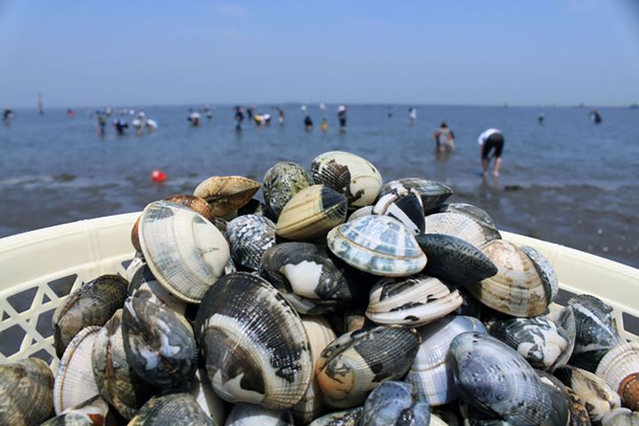 潮干狩りシーズン到来！！