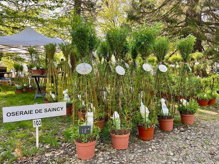 ヤナギのトピアリー