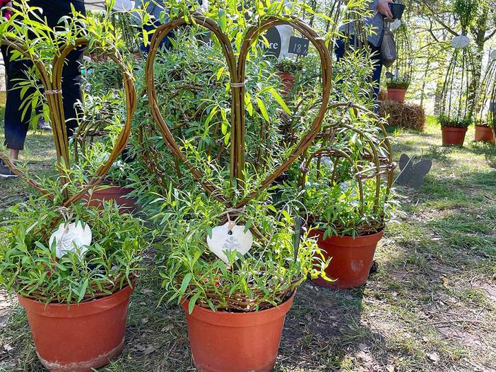 ヤナギのトピアリー