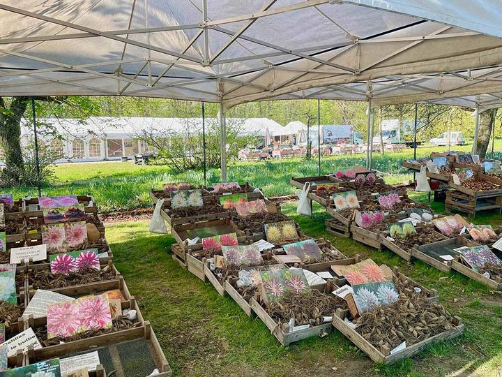 ベルギーからの春植え球根