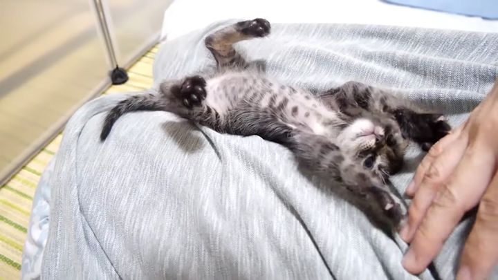 ヘソ天姿の保護子猫