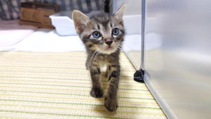 ガリガリの状態で保護された子猫