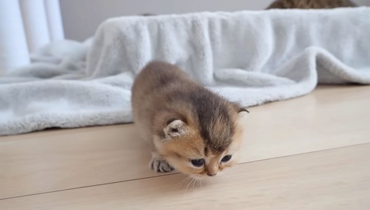 お産箱から出られるようになった子猫