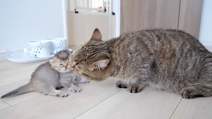 子猫を見守る母猫