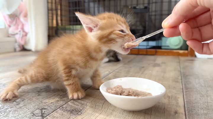 離乳食を食べる子猫