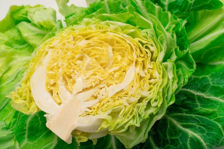 「春キャベツ」