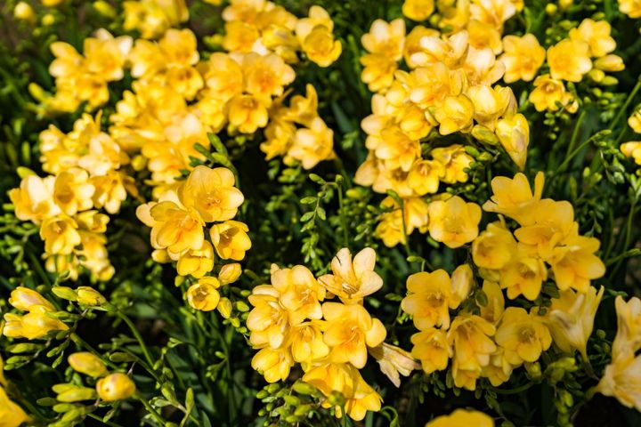 八丈島のフリージア