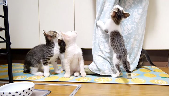 ご飯を催促する子猫達