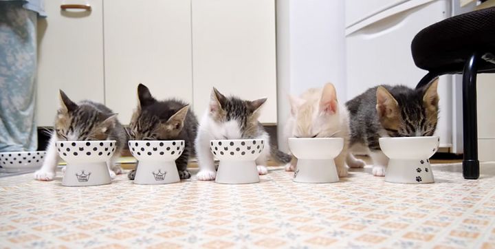ご飯を食べる子猫達