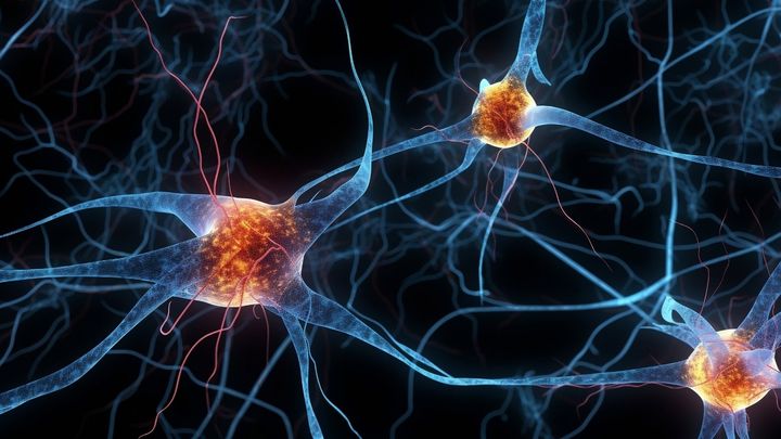 1本の神経細胞で2つの学習が進む瞬間が捉えられた