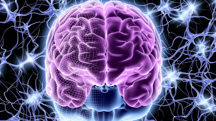 1本の神経細胞で2つの学習が進む瞬間が捉えられた