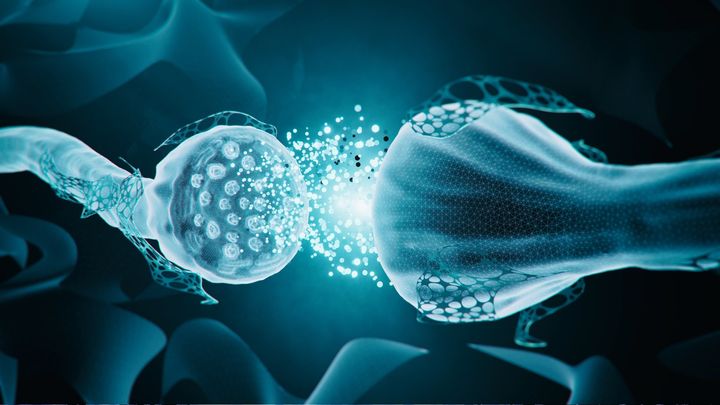 脳は二刀流で学ぶ