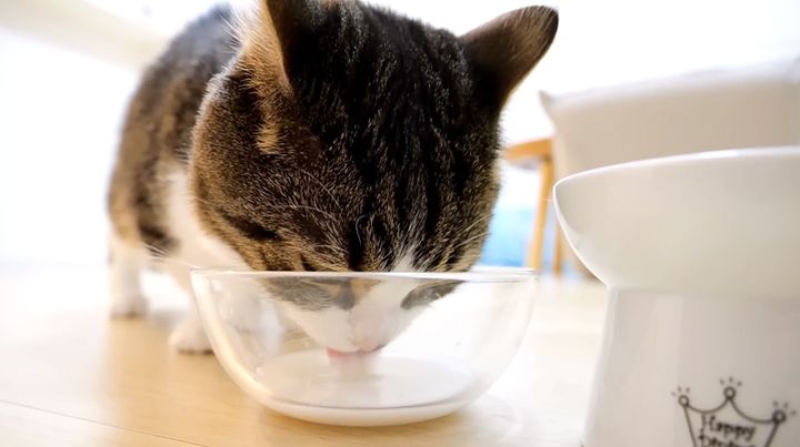 ミルクを飲む猫